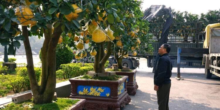 Nhà vườn hạn chế cọc, cây cảnh Tết 'xuống phố' sớm