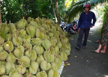 Public urged to save durian exporters with distress sales at $1.6 per kilogram