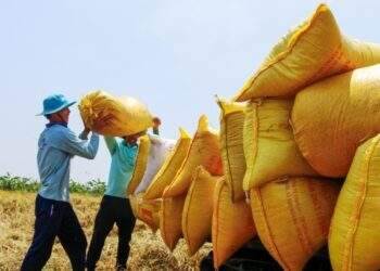 Rice export prices drop to 4-year low