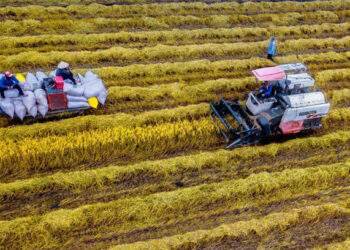 Rice exports grow by over 23%