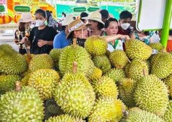 Sầu riêng chiếm gần 50% kim ngạch xuất khẩu toàn ngành rau quả