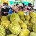 Sầu riêng chiếm gần 50% kim ngạch xuất khẩu toàn ngành rau quả