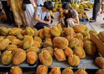 Thai durian exports to China hit snag due to carcinogen scrutiny