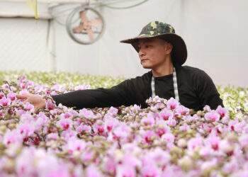 Trồng lan trên đất cát, chủ vườn tiết lộ 'bí kíp' ra hoa kịp Tết