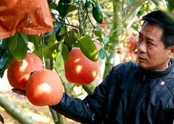 Từ 2 cây bưởi ‘hồi môn’ bố vợ cho, lão nông kiếm lời hàng trăm triệu mỗi năm