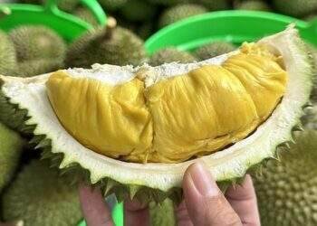 Vietnam emerges as global durian powerhouse
