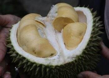 Vietnam eyes $8B in fruit, vegetable export value in 2025