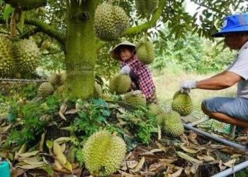 Vietnam ranks second in fruit and vegetable export to China