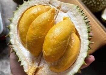 Vietnam spends $11.8M on durian imports