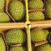 Vietnamese businesses sell durians at losses due to export difficulties with China