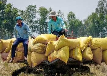 Vietnam's rice exports to Singapore surge by 28%
