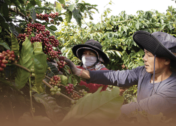 Xuất khẩu cà phê đạt kỷ lục 5,48 tỷ USD năm 2024