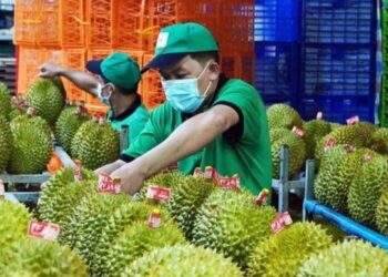 Xuất khẩu sầu riêng bỗng nhiên bị “tắc”