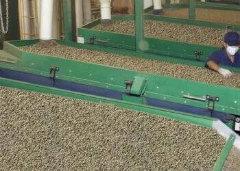 Arabica và Robusta cùng giảm mạnh