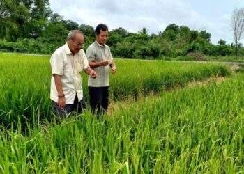 Bán tín chỉ carbon trong sản xuất nông nghiệp: Những tín hiệu đầu tiên
