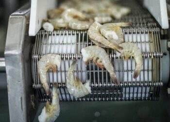 China replaces US as Vietnam’s largest shrimp export market