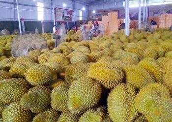 Đài Loan tiếp tục kiểm tra sầu riêng nhập khẩu từ Việt Nam đến 30/4/2025