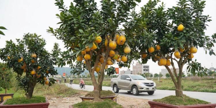 Đào cổ thụ, bưởi cảnh bỏ la liệt bên đường sau Tết, thương lái lỗ tiền tỷ