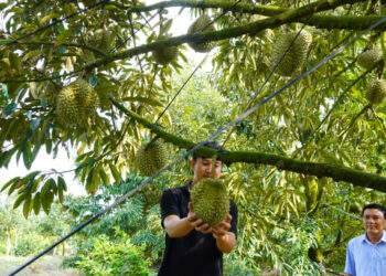 Durian, coffee farmers rake in big bucks in 2024 on rising prices, bumper crop