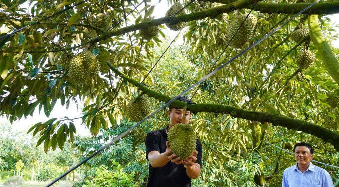 Durian, coffee farmers rake in big bucks in 2024 on rising prices, bumper crop