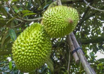 Durian exports to China plummet by 80%