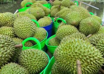 Durian prices plummet as China’s stricter quality requirements hit exports