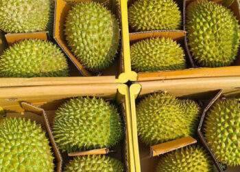 Fruit, vegetable exports decline as China raises quality bar