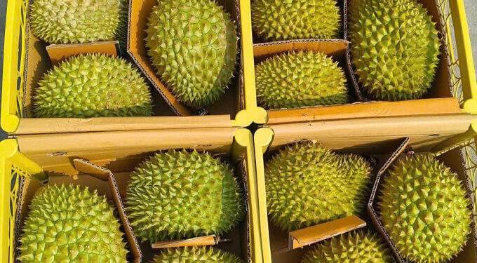 Fruit, vegetable exports decline as China raises quality bar