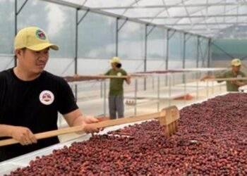Giá cà phê Arabica tăng cao, cơ hội cho Robusta Việt Nam thâm nhập thị trường Bắc Âu