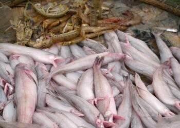 Ngư dân Thanh Hóa trúng đậm cá khoai, giá bán cả triệu đồng