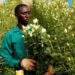 Nông dân Kenya dùng điện thoại kiểm tra hạt giống giả