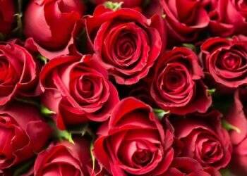 Valentine's spending in Thailand expected to rise 7.2%