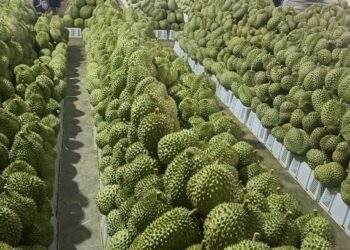 Vietnam faces challenges in agricultural exports for 2025