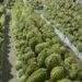 Vietnam faces challenges in agricultural exports for 2025