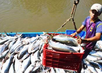 Vietnam secures top five spot in Singapore's seafood market