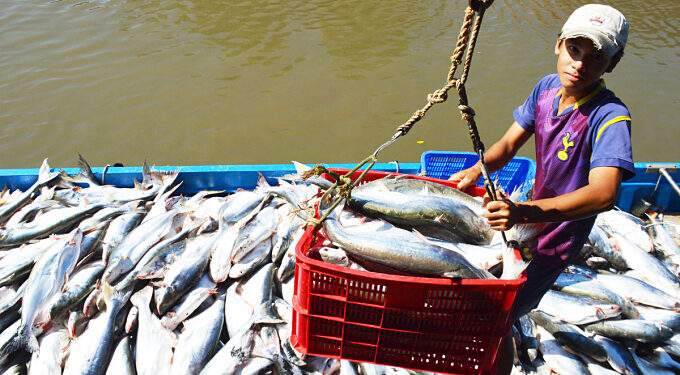 Vietnam secures top five spot in Singapore's seafood market