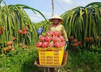 Dragon fruit overtakes durian as top export fruit