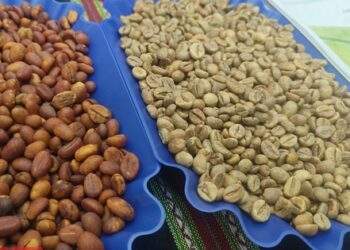 Giá cà phê hôm nay 7-3: Sụp chóng vánh