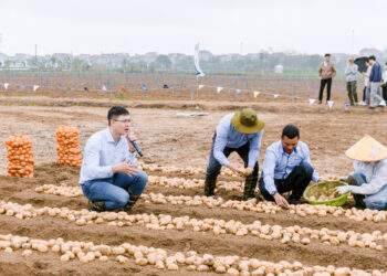 Hợp tác công tư canh tác khoai tây bền vững nâng tầm giá trị nông sản Việt Nam
