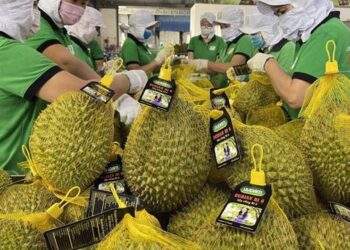 Hợp tác quốc tế tạo động lực thúc đẩy xuất khẩu nông sản Việt
