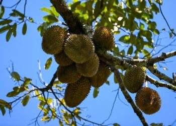 Indonesia’s durian industry gears up for exports to China, challenging Southeast Asian peers