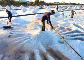 Mở ra hành trình mới cho hạt muối Việt Nam