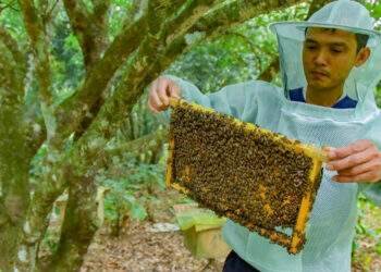 Nuôi ong cạnh Vườn quốc gia Bến En, mỗi năm thu nhập 200 triệu đồng