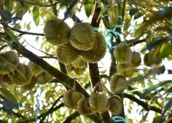 Thai durian prices expected to drop as supply surges