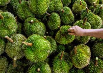 Thailand strives to maintain durian export leadership as China tightens yellow dye inspections