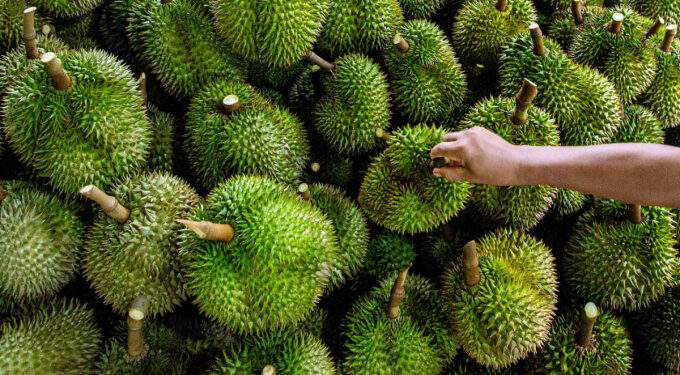 Thailand strives to maintain durian export leadership as China tightens yellow dye inspections
