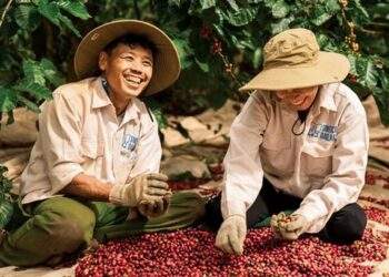 Xuất khẩu cà phê hướng tới kỷ lục 8 – 10 tỷ USD