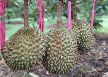 China, the multi-billion-dollar market for Vietnamese farm exports