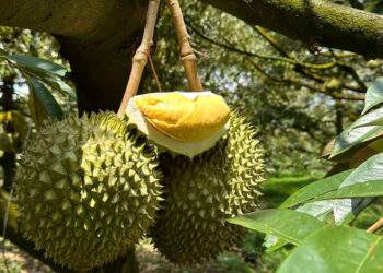 Durian prices plummet as tightened quality requirements slow exports to China
