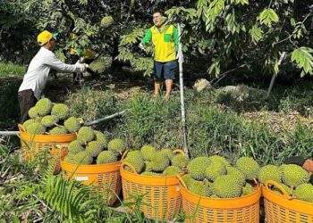 Exporters bet on frozen durian to sate China’s craving